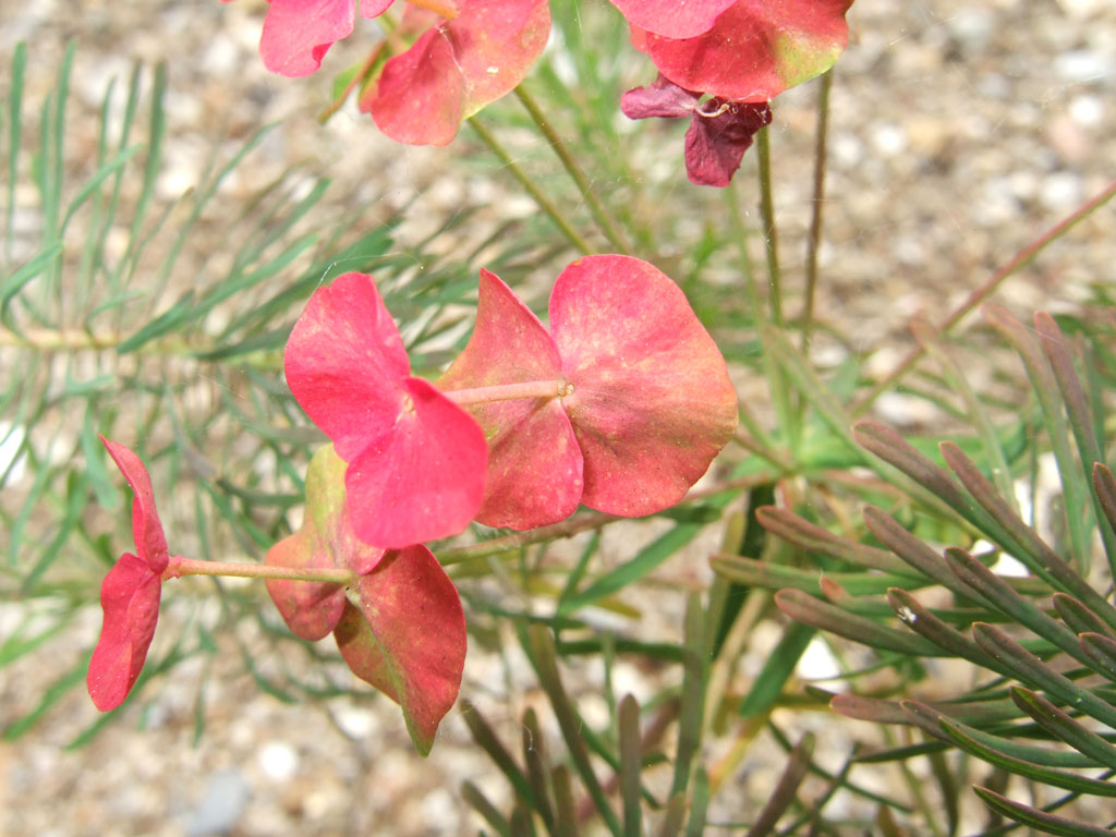 Euphorbia cyparissias / Euforbia cipressina