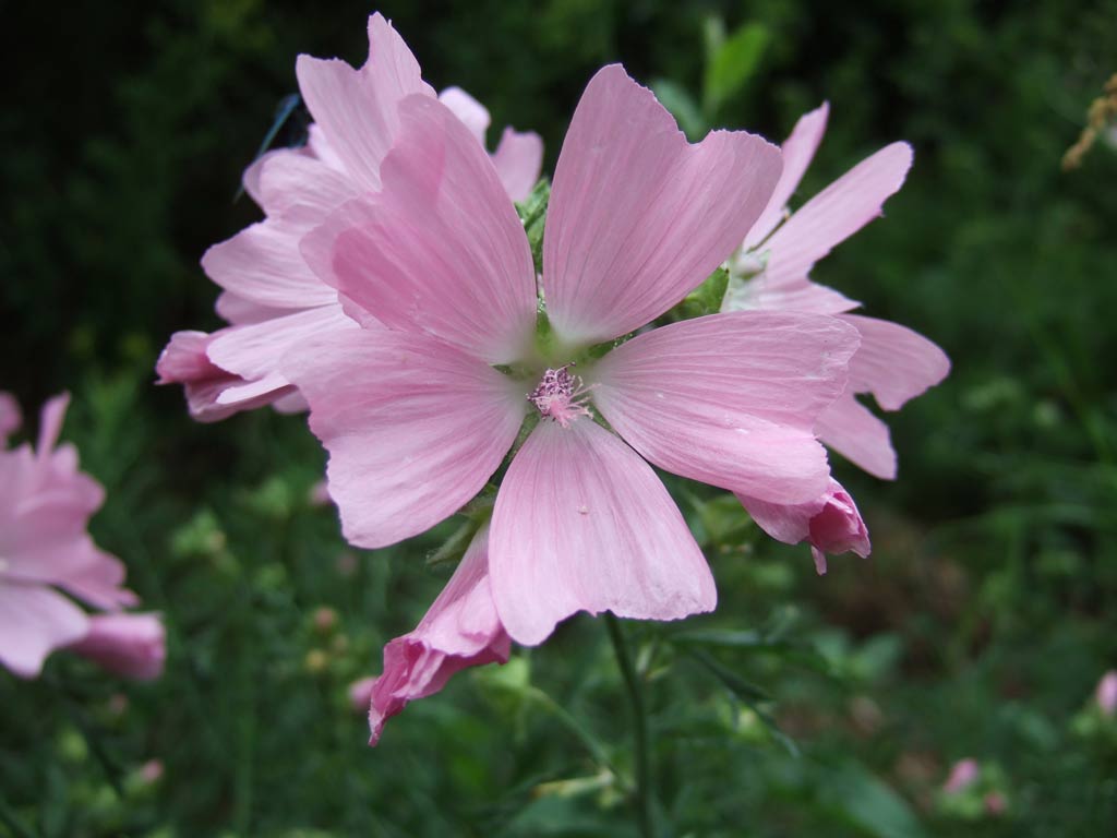 Malva moschata / Malva moscata
