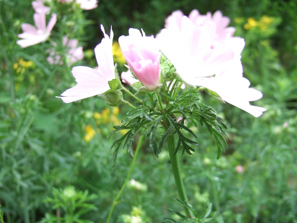 Malva moschata / Malva moscata