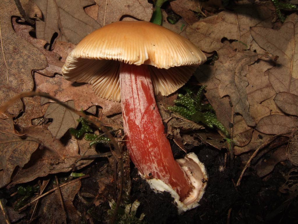 Fungo maremma toscana 2 (A. crocea parassitata)