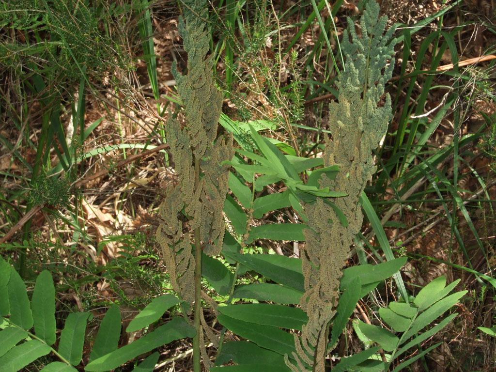 Osmunda regalis / Osmunda regale