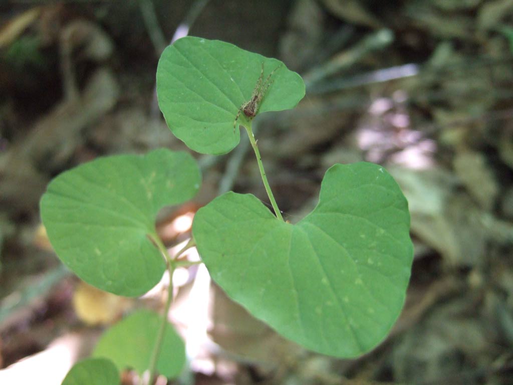 pianta di sottobosco Aristolochia?