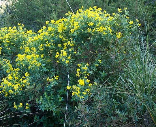 Coronilla valentina / Coronilla di Valenza