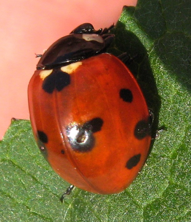 Una strana coccinella