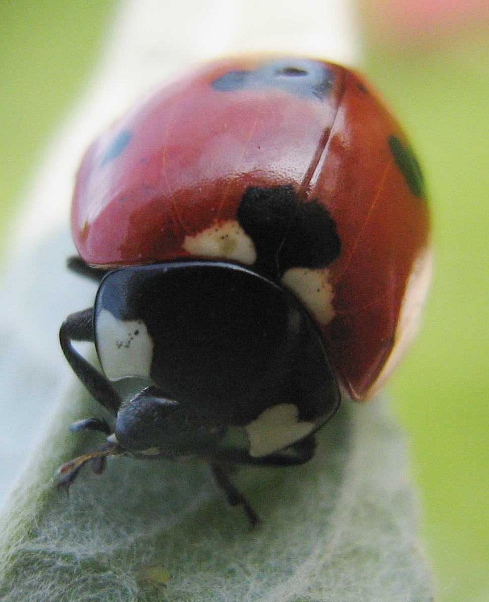 Una strana coccinella