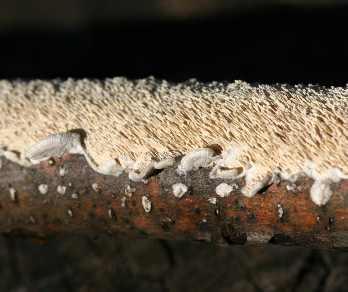 Lignicolo da determinare (Irpex lacteus)