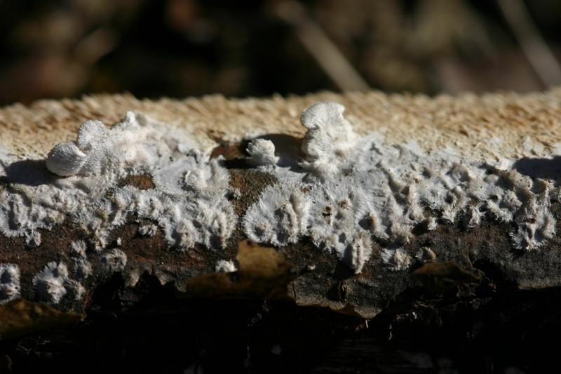 Lignicolo da determinare (Irpex lacteus)