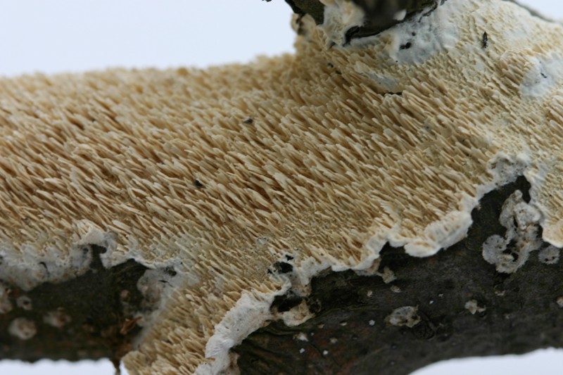 Lignicolo da determinare (Irpex lacteus)