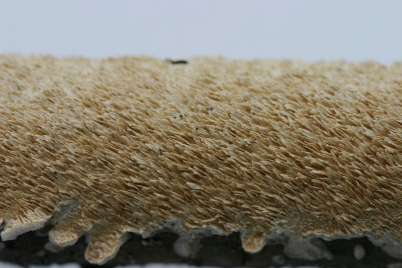 Lignicolo da determinare (Irpex lacteus)