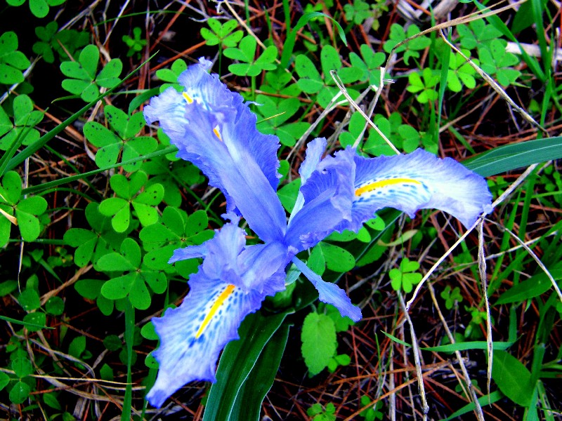 3 Fiori da determinare