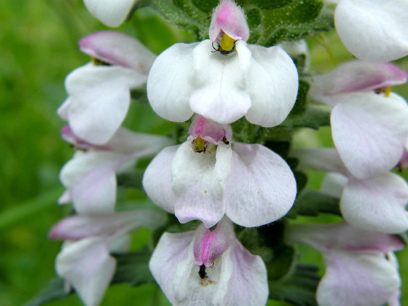 3 Fiori da determinare
