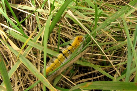 Mistery bruco - Lasiocampa (Pachygastria) trifolii