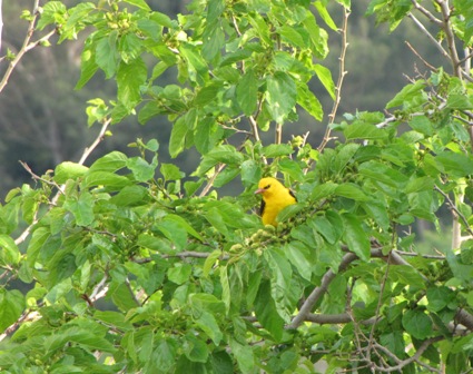 Goccie di migrazione (Ustica)