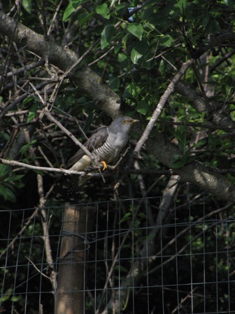 Goccie di migrazione (Ustica)