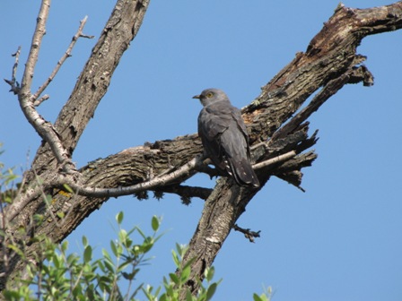 Goccie di migrazione (Ustica)