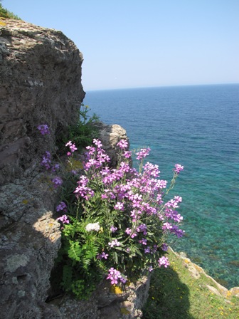 Goccie di migrazione (Ustica)