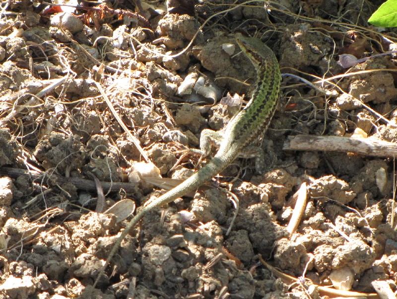 3 podarcis siciliane