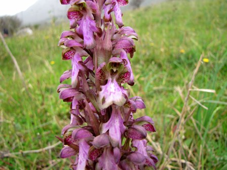 Help orchidee