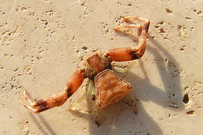 Pistius truncatus