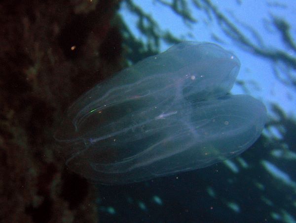 Mnemiopsis leidyi e Leucothea multicornis