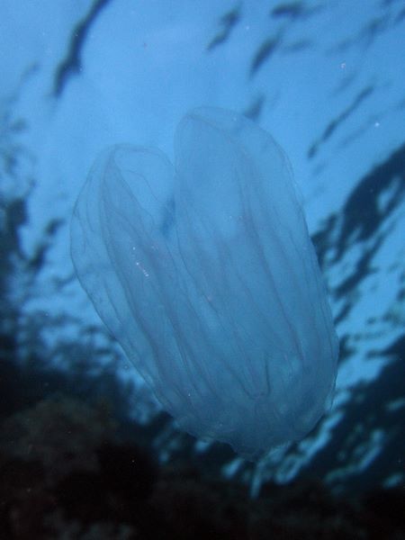 Mnemiopsis leidyi e Leucothea multicornis