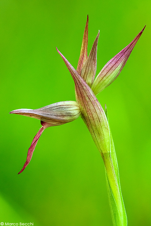 Serapias lingua