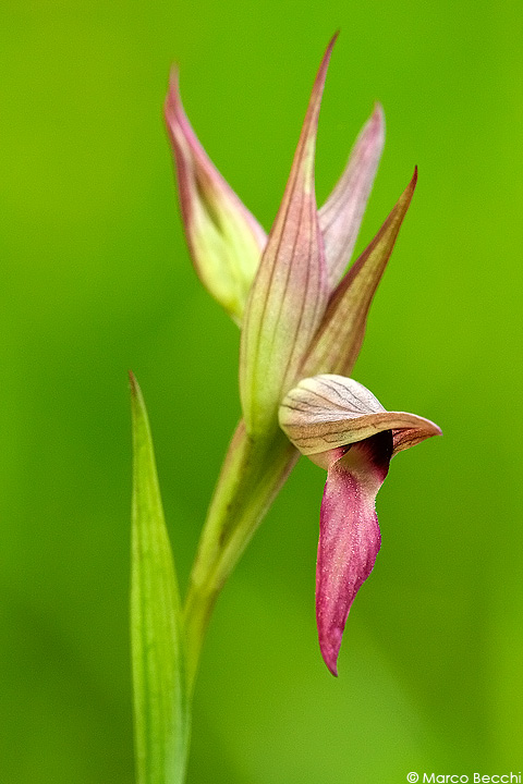 Serapias lingua