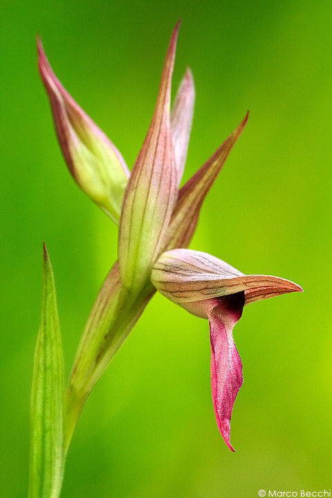 Serapias lingua