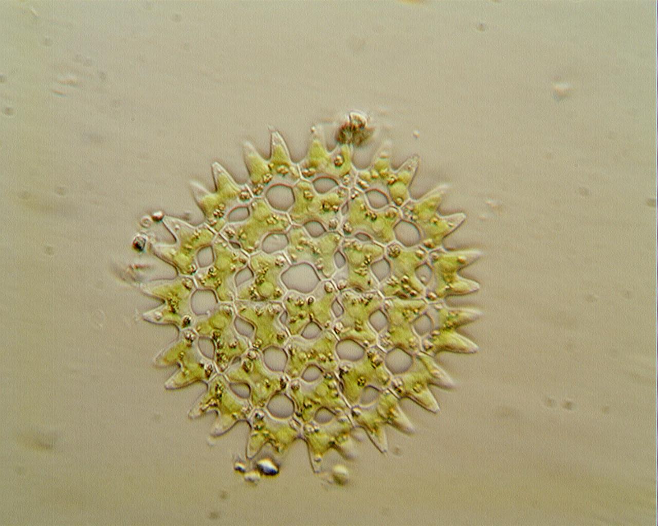 Pediastrum duplex