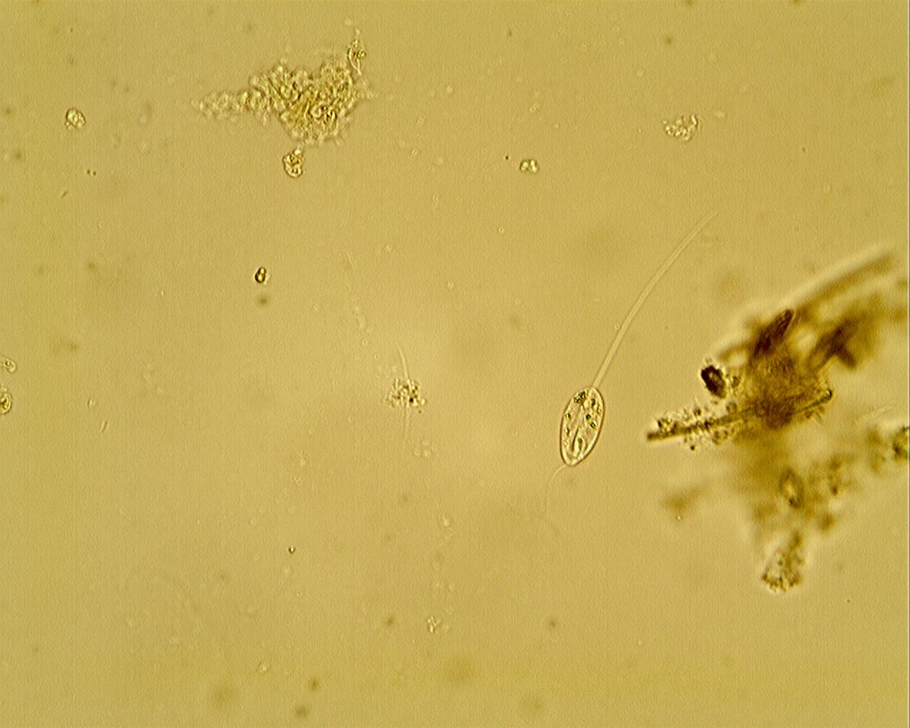 flagellato [ Anisonema acinus ]