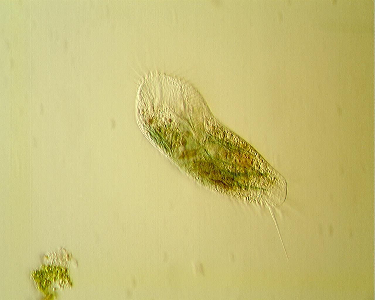 ciliato [ Stylonychia mytilus ]