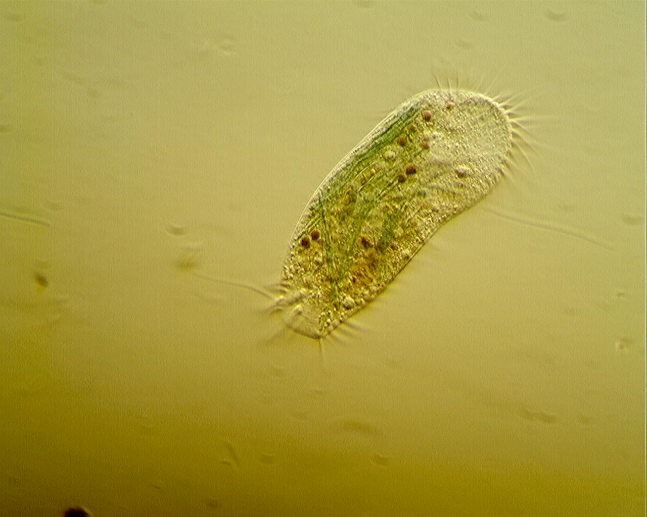 ciliato [ Stylonychia mytilus ]