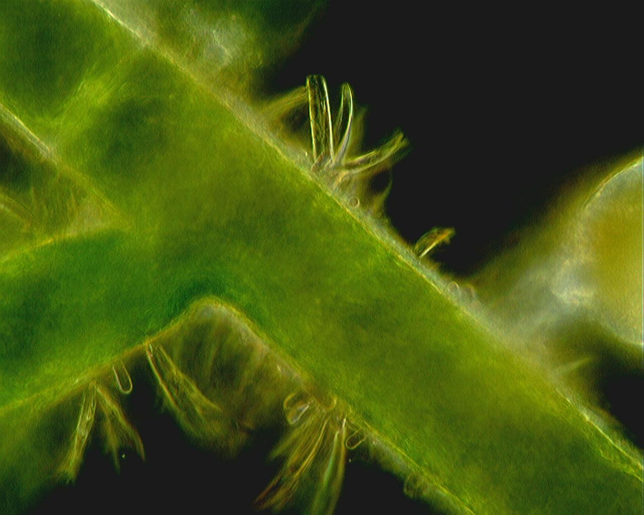 alga campo oscuro