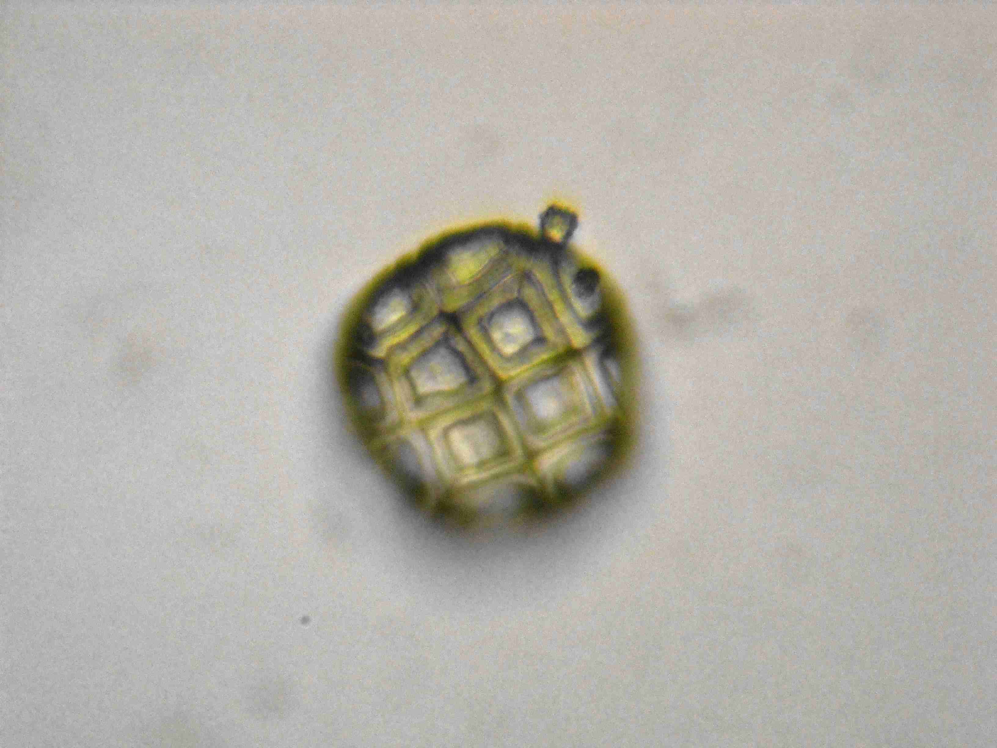 Polline di Acacia sp.