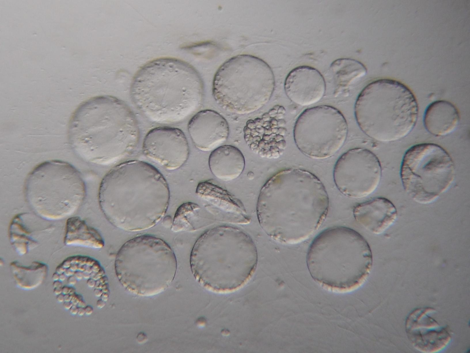 canon a590, le prime foto