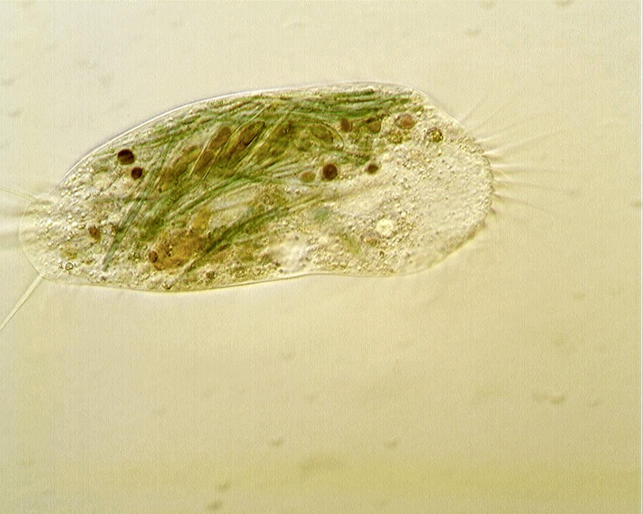 ciliato [ Stylonychia mytilus ]