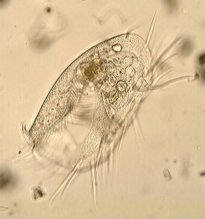 euplotes