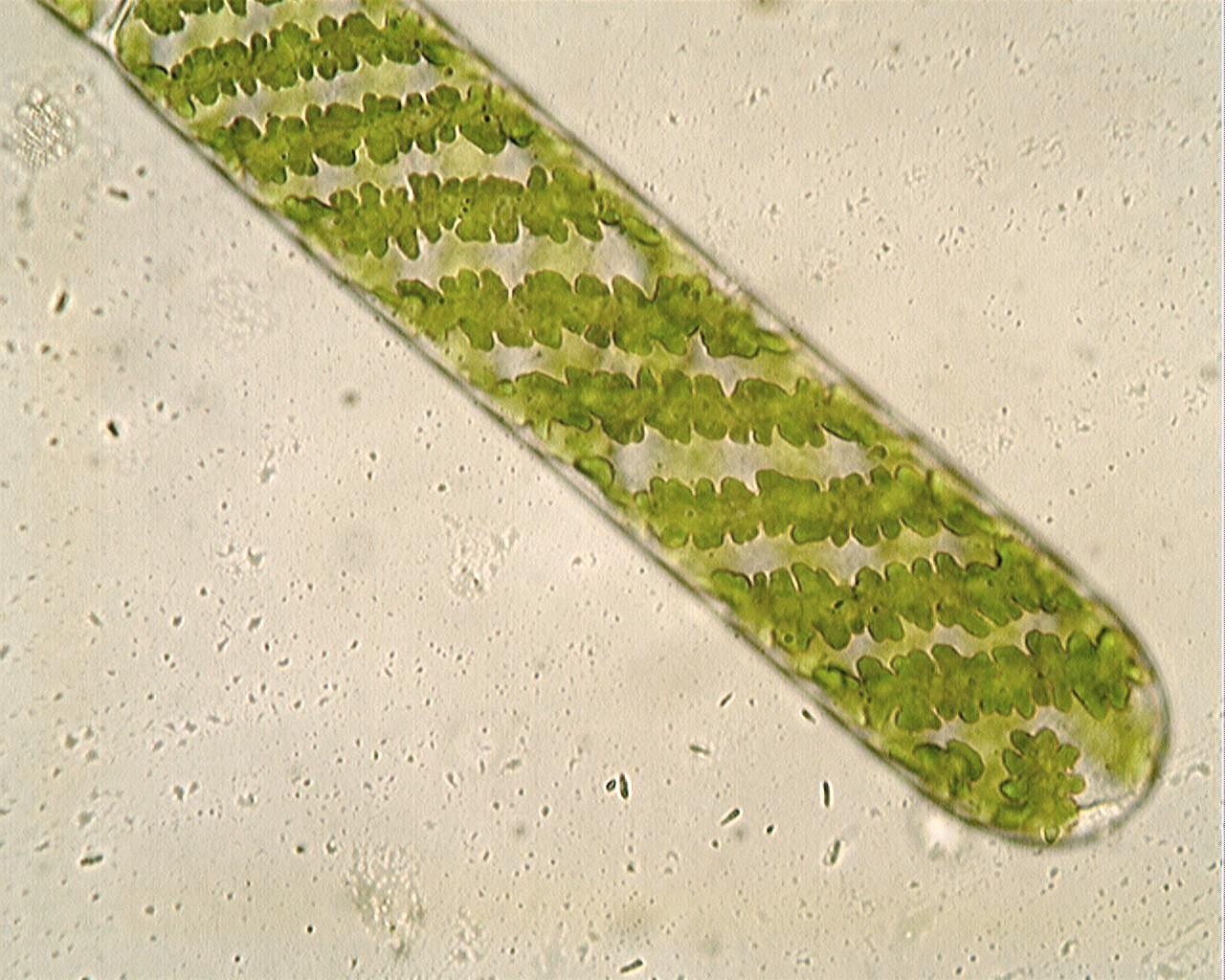 Anchio Spirogyro