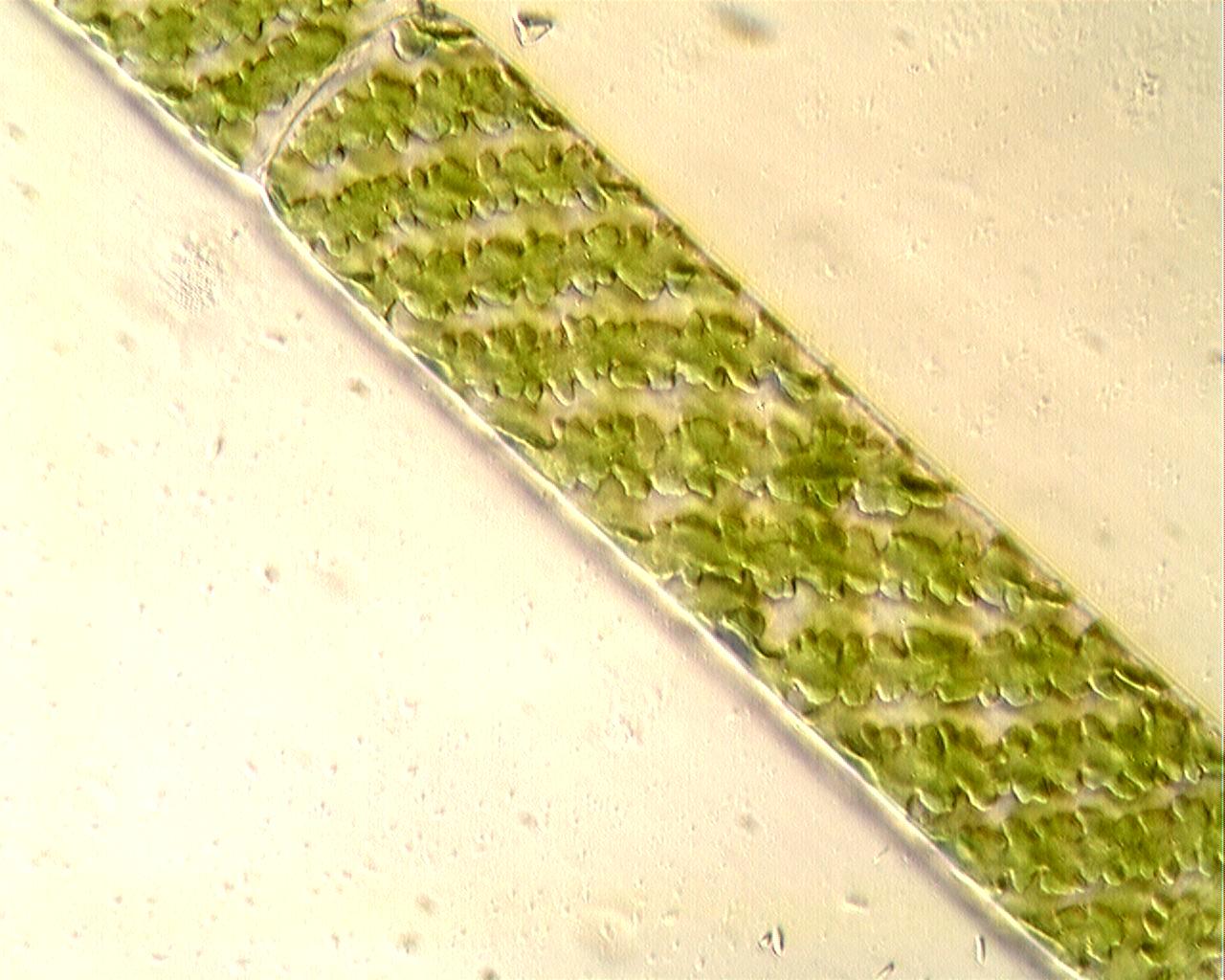 Anchio Spirogyro