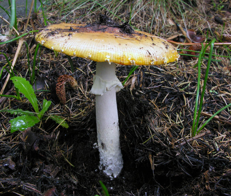 Amanita muscaria var. aureola