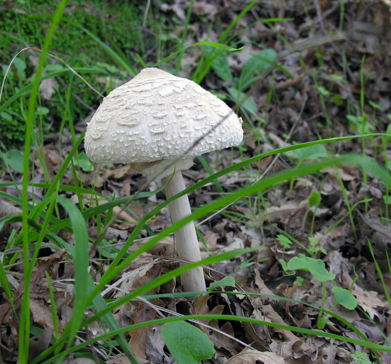 Raccolte del 15/10/2008