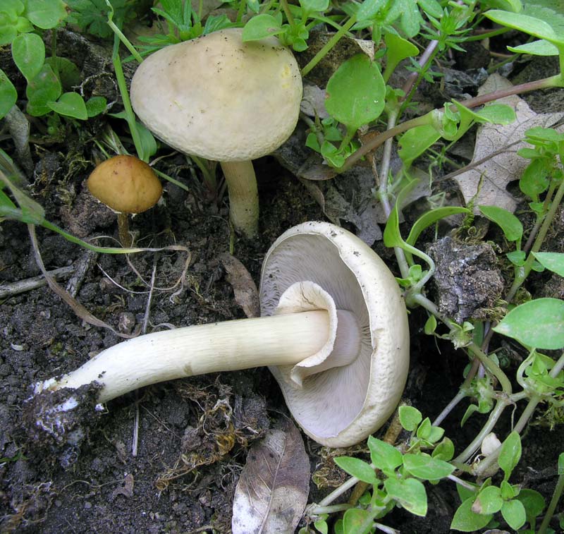 Da determinare con ospite