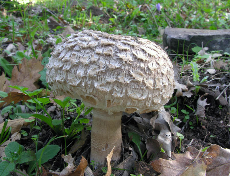 Raccolte del 15/10/2008