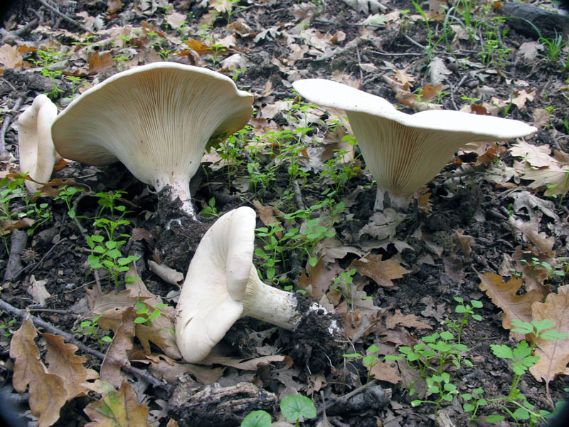 Ultimi giorni di Ottobre