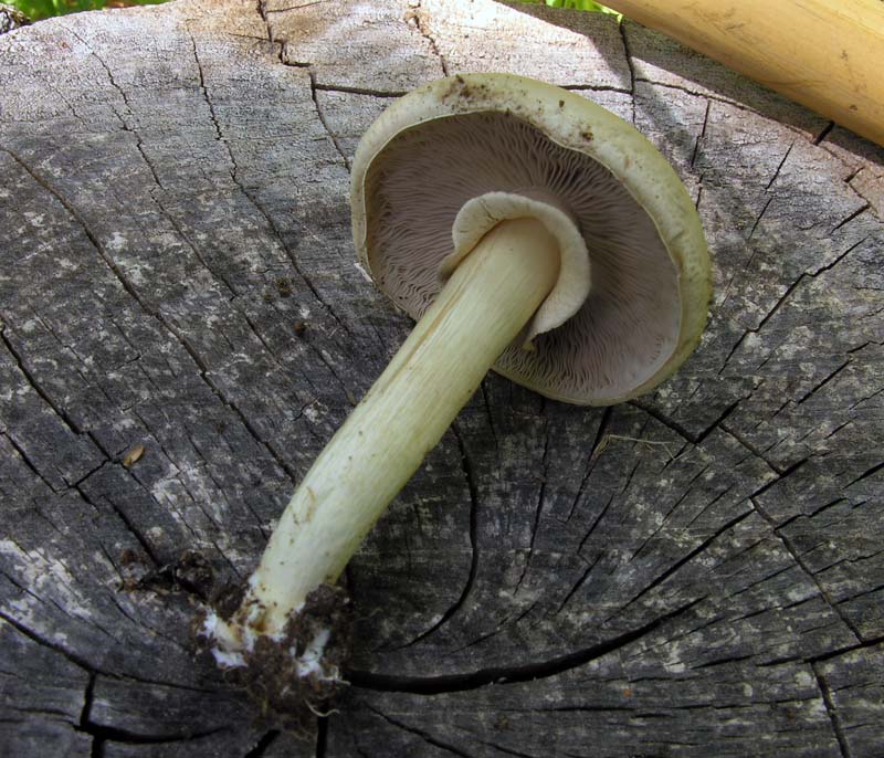 Da determinare con ospite