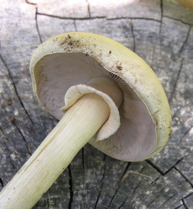 Da determinare con ospite