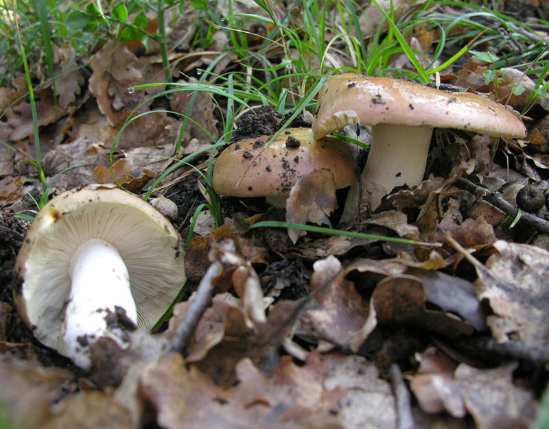 Raccolte del 15/10/2008