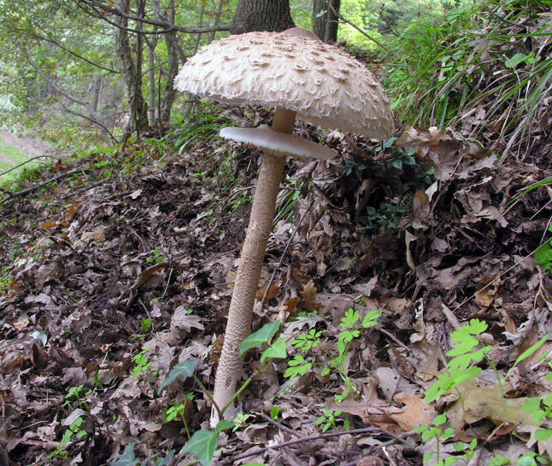 Ultimi giorni di Ottobre