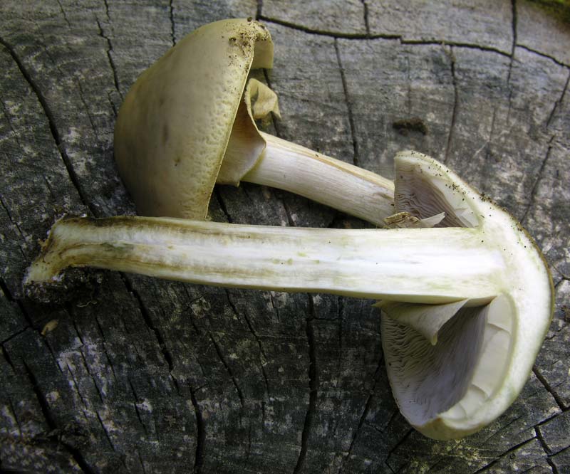 Da determinare con ospite