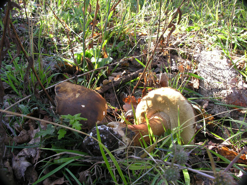 Raccolte del 15/10/2008